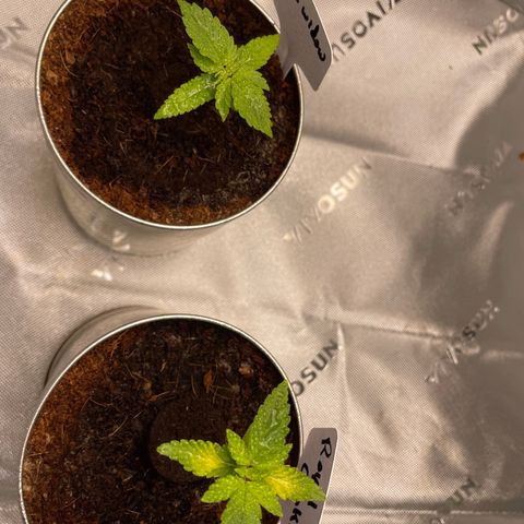 Cookies growlog timeline photo