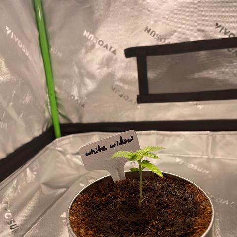Cookies growlog timeline photo