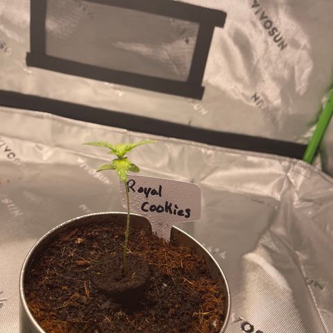 Cookies growlog timeline photo