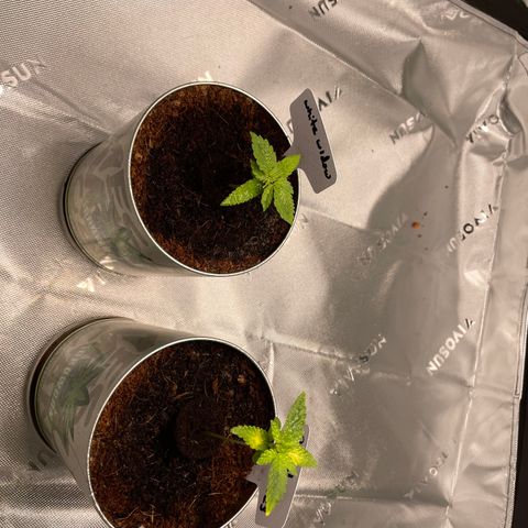 Cookies growlog timeline photo