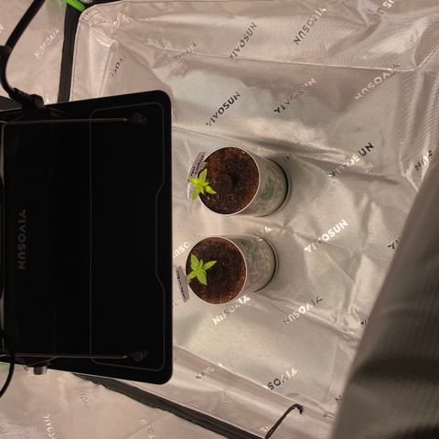 Cookies growlog timeline photo