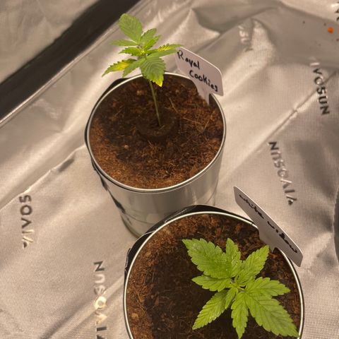 Cookies growlog timeline photo