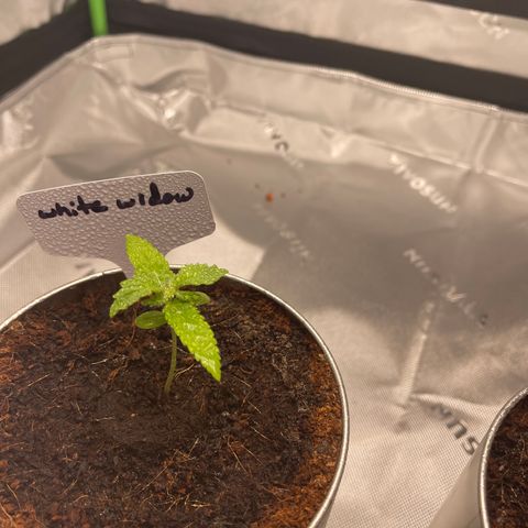 Cookies growlog timeline photo