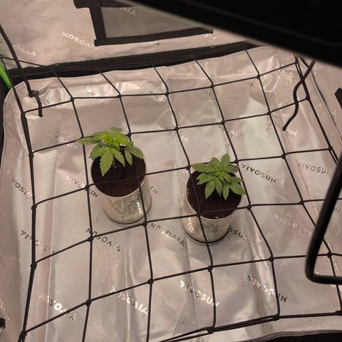 Cookies growlog timeline photo