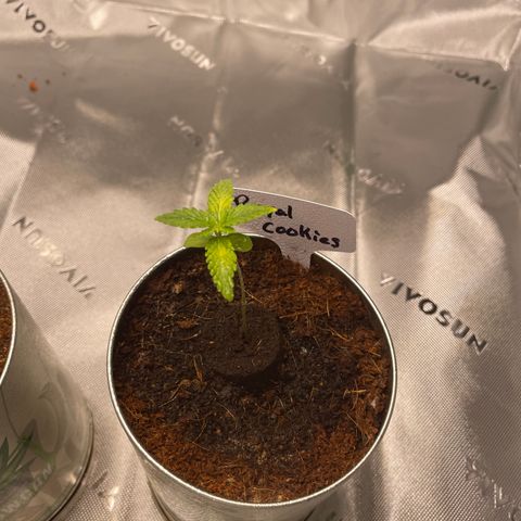 Cookies growlog timeline photo