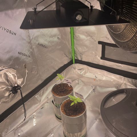 Cookies growlog timeline photo