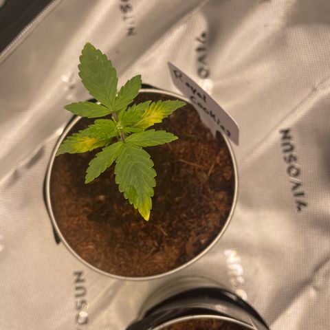 Cookies growlog timeline photo