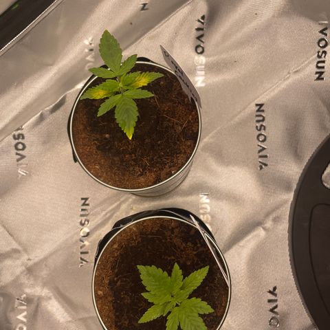 Cookies growlog timeline photo