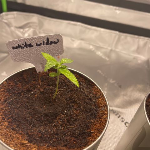 Cookies growlog timeline photo