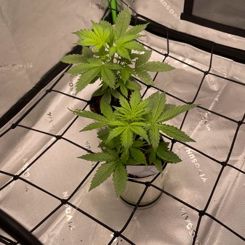 Cookies growlog photo: Noticed some discoloration on 1 leaf (white widow) I noticed 2 days prior had some curling. Soil is still lightly moist. I raised light again now sitting 18” from canopy. Discoloration could be from week prior fungal gnats ( all dead) or to much wind/ light hitting the leaf. So adjusted fan and light. Had some beautiful light aroma started coming from the plants as well. Royal cookies prior discoloration seems to have been corrected and is growing gorgeously both plants stems have fattened up and are continuing to thrive. 