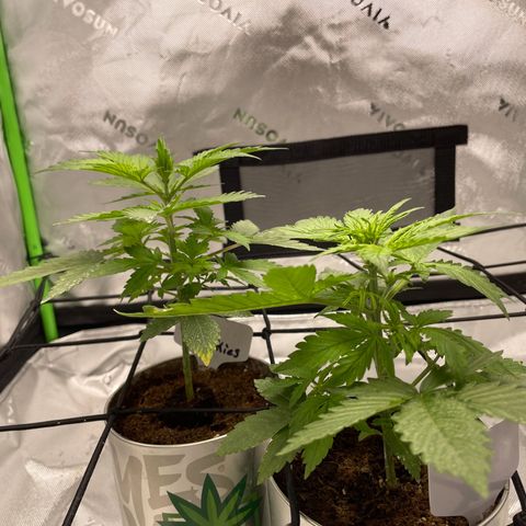 Cookies growlog photo: Noticed some discoloration on 1 leaf (white widow) I noticed 2 days prior had some curling. Soil is still lightly moist. I raised light again now sitting 18” from canopy. Discoloration could be from week prior fungal gnats ( all dead) or to much wind/ light hitting the leaf. So adjusted fan and light. Had some beautiful light aroma started coming from the plants as well. Royal cookies prior discoloration seems to have been corrected and is growing gorgeously both plants stems have fattened up and are continuing to thrive. 