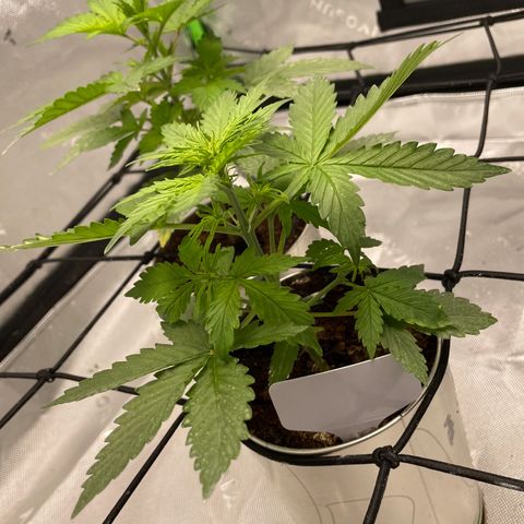 Cookies growlog photo: Noticed some discoloration on 1 leaf (white widow) I noticed 2 days prior had some curling. Soil is still lightly moist. I raised light again now sitting 18” from canopy. Discoloration could be from week prior fungal gnats ( all dead) or to much wind/ light hitting the leaf. So adjusted fan and light. Had some beautiful light aroma started coming from the plants as well. Royal cookies prior discoloration seems to have been corrected and is growing gorgeously both plants stems have fattened up and are continuing to thrive. 
