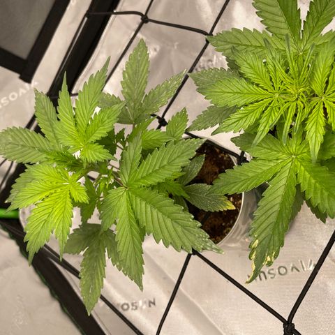 Cookies growlog photo: Noticed some discoloration on 1 leaf (white widow) I noticed 2 days prior had some curling. Soil is still lightly moist. I raised light again now sitting 18” from canopy. Discoloration could be from week prior fungal gnats ( all dead) or to much wind/ light hitting the leaf. So adjusted fan and light. Had some beautiful light aroma started coming from the plants as well. Royal cookies prior discoloration seems to have been corrected and is growing gorgeously both plants stems have fattened up and are continuing to thrive. 