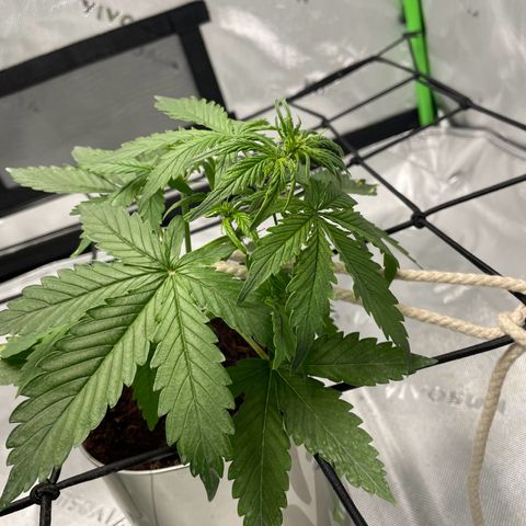 Cookies growlog photo: Began introducing light stress training after water and a light trim of 2 leaves that I hurt with mist water. 
