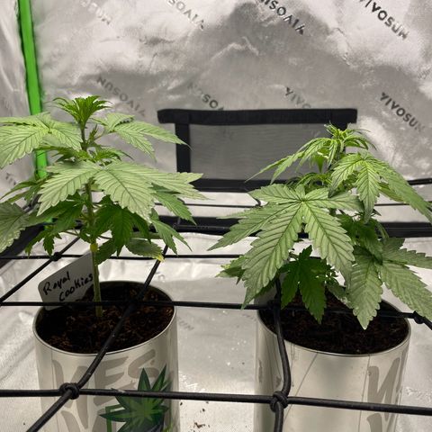 Cookies growlog photo: Began introducing light stress training after water and a light trim of 2 leaves that I hurt with mist water. 