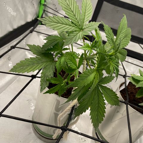 Cookies growlog photo: Began introducing light stress training after water and a light trim of 2 leaves that I hurt with mist water. 