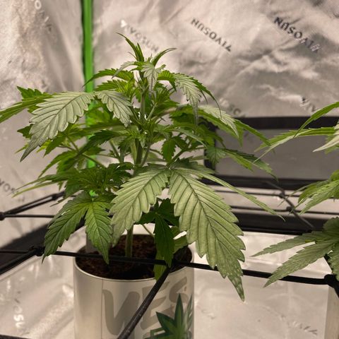 Cookies growlog photo: Continuing to beautiful grow. Debating on trimming some fans but not a 100% sure. 