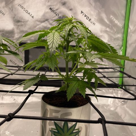 Cookies growlog photo: Continuing to beautiful grow. Debating on trimming some fans but not a 100% sure. 