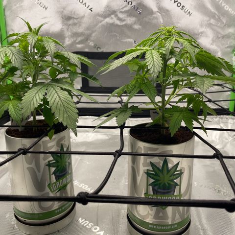 Cookies growlog photo: Continuing to beautiful grow. Debating on trimming some fans but not a 100% sure. 
