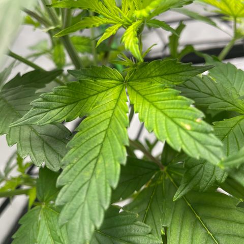 Cookies growlog photo: Trimmed bushes of larger leaves and any that appeared to be having cal-mag deficiency I trimmed as well. 