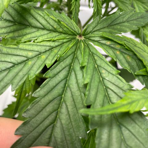 Cookies growlog photo: Trimmed bushes of larger leaves and any that appeared to be having cal-mag deficiency I trimmed as well. 