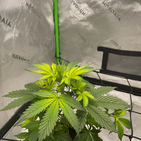 Cookies growlog photo: Trimmed bushes of larger leaves and any that appeared to be having cal-mag deficiency I trimmed as well. 