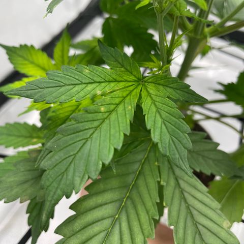 Cookies growlog photo: Trimmed bushes of larger leaves and any that appeared to be having cal-mag deficiency I trimmed as well. 
