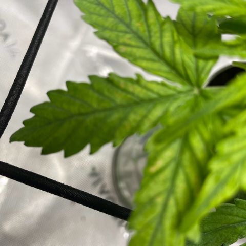 Cookies growlog photo: Trimmed bushes of larger leaves and any that appeared to be having cal-mag deficiency I trimmed as well. 