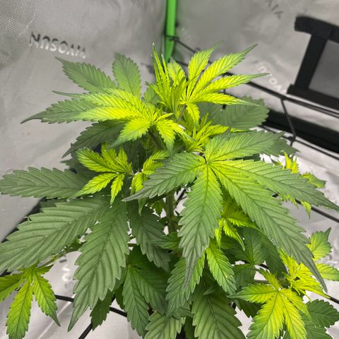 Cookies growlog photo: Trimmed bushes of larger leaves and any that appeared to be having cal-mag deficiency I trimmed as well. 
