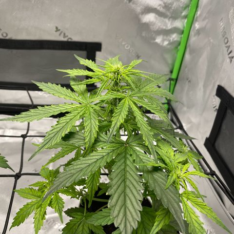 Cookies growlog photo: Trimmed bushes of larger leaves and any that appeared to be having cal-mag deficiency I trimmed as well. 