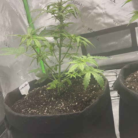 Cookies growlog photo: 5 gal transplanted, helped cal-mag deficiency, given MYKOS at root system to help prevent shock. 