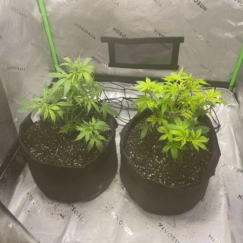 Cookies growlog photo: 5 gal transplanted, helped cal-mag deficiency, given MYKOS at root system to help prevent shock. 