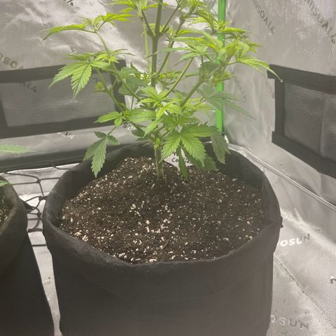 Cookies growlog photo: 5 gal transplanted, helped cal-mag deficiency, given MYKOS at root system to help prevent shock. 