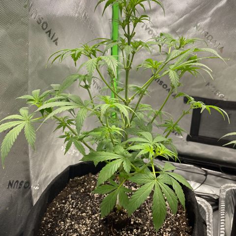 Cookies growlog photo: Cal-mag supplement seems to have taken care of a few nutriental issues. First watering/nutrients since Tuesday. Given both 8.5 cups of 1 gallon mixed nutrients. 
