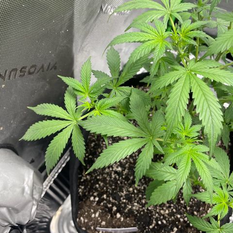 Cookies growlog photo: Cal-mag supplement seems to have taken care of a few nutriental issues. First watering/nutrients since Tuesday. Given both 8.5 cups of 1 gallon mixed nutrients. 