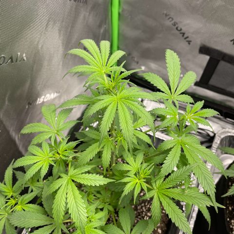 Cookies growlog photo: Cal-mag supplement seems to have taken care of a few nutriental issues. First watering/nutrients since Tuesday. Given both 8.5 cups of 1 gallon mixed nutrients. 