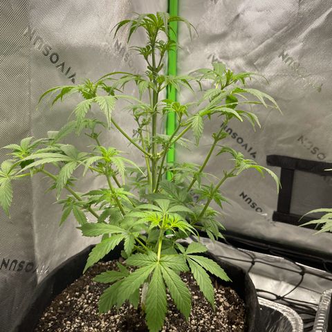 Cookies growlog photo: Cal-mag supplement seems to have taken care of a few nutriental issues. First watering/nutrients since Tuesday. Given both 8.5 cups of 1 gallon mixed nutrients. 