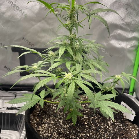 Cookies growlog photo: Cal-mag supplement seems to have taken care of a few nutriental issues. First watering/nutrients since Tuesday. Given both 8.5 cups of 1 gallon mixed nutrients. 