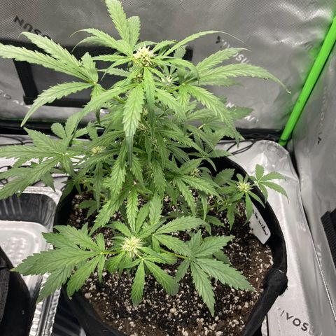 Cookies growlog photo: Cal-mag supplement seems to have taken care of a few nutriental issues. First watering/nutrients since Tuesday. Given both 8.5 cups of 1 gallon mixed nutrients. 