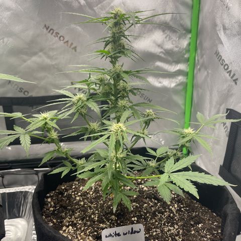 Cookies growlog timeline photo