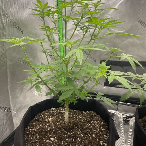 Cookies growlog timeline photo