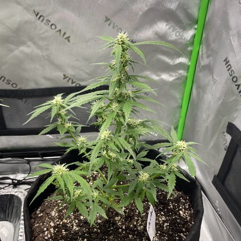 Cookies growlog photo: Trimmed. 