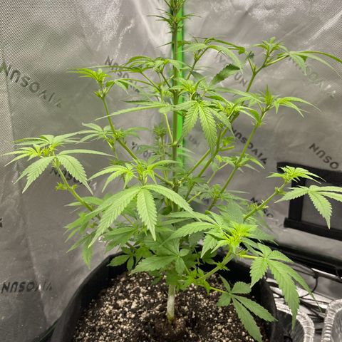 Cookies growlog photo: Trimmed. 