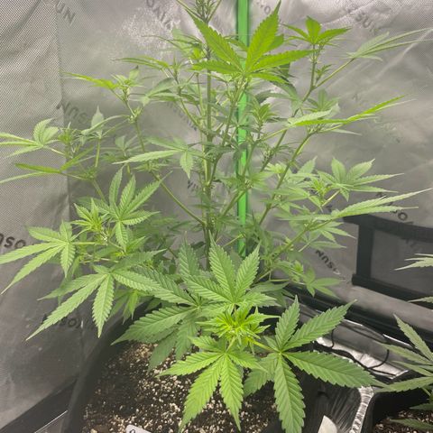 Cookies growlog photo: No changes to white widow but royal cookies is now sitting at 20” definitely growing beautifully. 