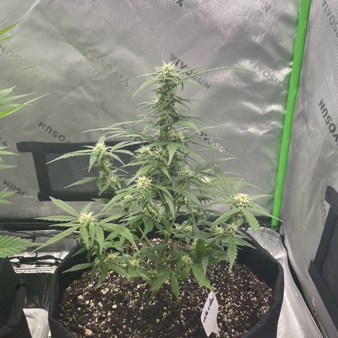 Cookies growlog photo: No changes to white widow but royal cookies is now sitting at 20” definitely growing beautifully. 