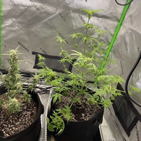 Cookies growlog photo: Both look excellent from trimming, will trim cookies some more  after she dries from flushing. Will be adding the scrog net next week for cookies. White widow very close to harvest. Will be checking Tricomes tomorrow with 90x viewer. Herb dryer will be here early next week for the start of Harvest. 