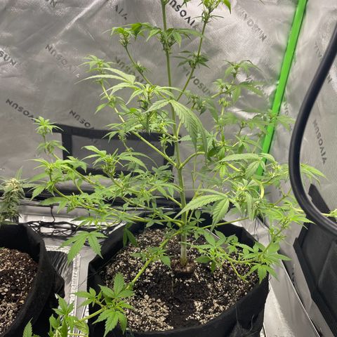 Cookies growlog photo: Both look excellent from trimming, will trim cookies some more  after she dries from flushing. Will be adding the scrog net next week for cookies. White widow very close to harvest. Will be checking Tricomes tomorrow with 90x viewer. Herb dryer will be here early next week for the start of Harvest. 