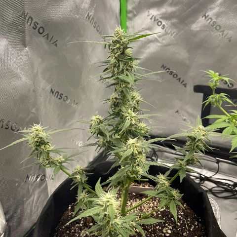 Cookies growlog photo: Both look excellent from trimming, will trim cookies some more  after she dries from flushing. Will be adding the scrog net next week for cookies. White widow very close to harvest. Will be checking Tricomes tomorrow with 90x viewer. Herb dryer will be here early next week for the start of Harvest. 