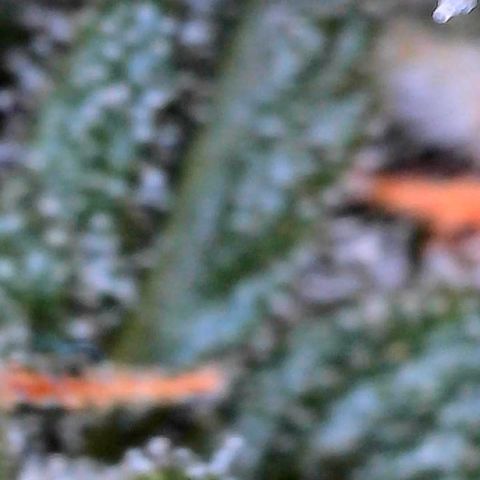 Cookies growlog photo: Trichcome pic white widow. Royal cookies has jumped beautifully 