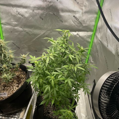 Cookies growlog photo: Trichcome pic white widow. Royal cookies has jumped beautifully 